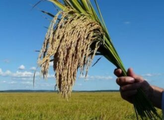 Productores prevén menor siembra de arroz ante crisis de rentabilidad