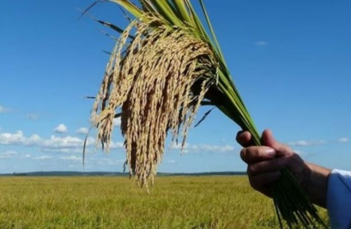 Productores prevén menor siembra de arroz ante crisis de rentabilidad