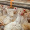 La Argentina suspendió las exportaciones de productos avícolas tras un brote de influenza aviar en PBA