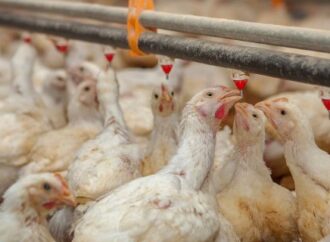 La Argentina suspendió las exportaciones de productos avícolas tras un brote de influenza aviar en PBA