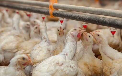 La Argentina suspendió las exportaciones de productos avícolas tras un brote de influenza aviar en PBA