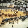 La 89.ª Expo Rural de Corrientes abrirá con genética de elite y debate productivo