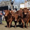 «La ganadería está pasando por un momento excelente», aseguró el presidente de la Sociedad Rural de Corrientes