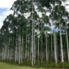 Las plantaciones forestales sumaron más de 48.000 hectáreas durante el último año y medio