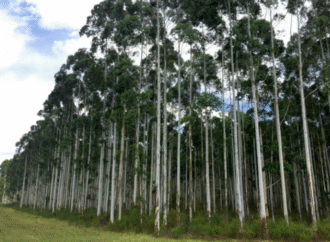 Las plantaciones forestales sumaron más de 48.000 hectáreas durante el último año y medio
