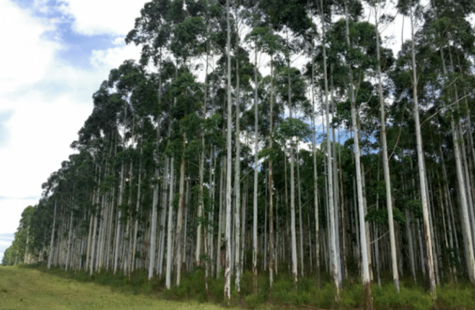 Las plantaciones forestales sumaron más de 48.000 hectáreas durante el último año y medio