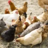 Gallinas libres: el Chaco apuesta por una avicultura sustentable y rentable