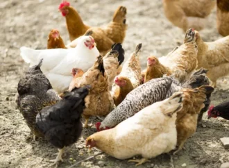 Gallinas libres: el Chaco apuesta por una avicultura sustentable y rentable