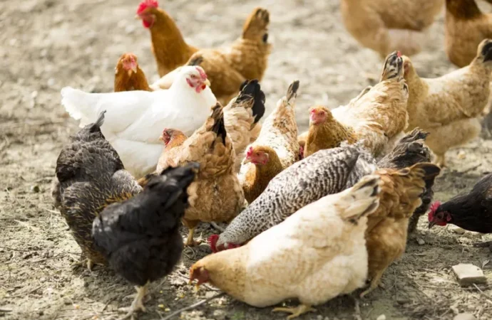 Gallinas libres: el Chaco apuesta por una avicultura sustentable y rentable