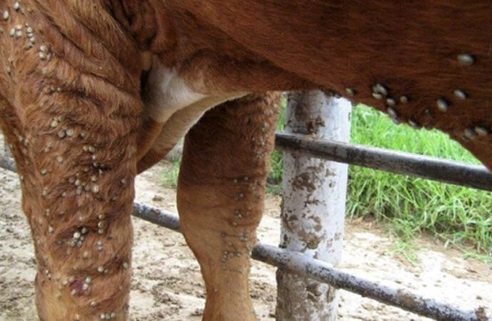 La lucha contra la garrapata en Entre Ríos: “Hay que cumplir el protocolo sanitario a rajatabla”