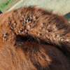 Alerta sanitaria en Entre Ríos: mueren animales en casi todos los campos por garrapatas