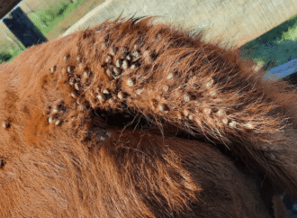 Alerta sanitaria en Entre Ríos: mueren animales en casi todos los campos por garrapatas