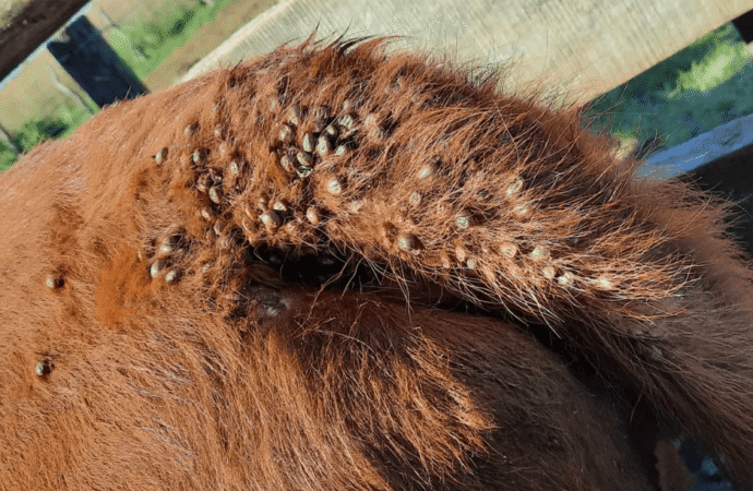 Alerta sanitaria en Entre Ríos: mueren animales en casi todos los campos por garrapatas
