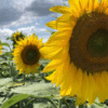Triple récord histórico de molienda de girasol que “refleja la solidez del sector”