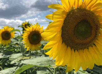 Triple récord histórico de molienda de girasol que “refleja la solidez del sector”