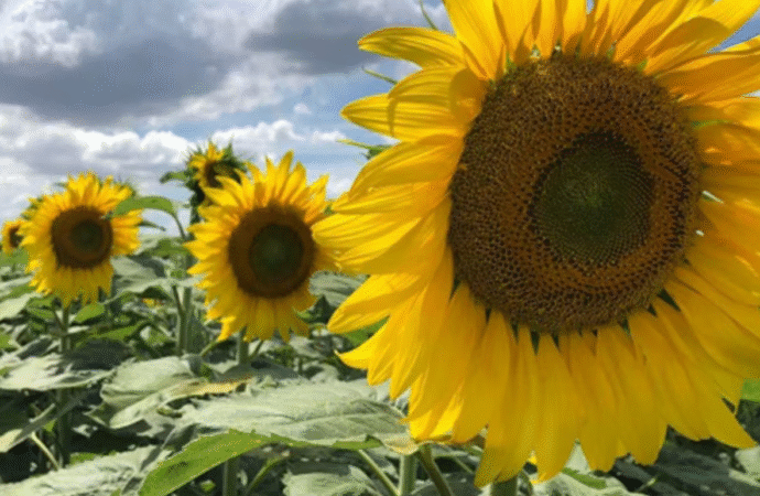 Triple récord histórico de molienda de girasol que “refleja la solidez del sector”