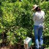 Estudian la incorporación de otros árboles en las plantaciones de yerba mate para mejorar el rendimiento del cultivo