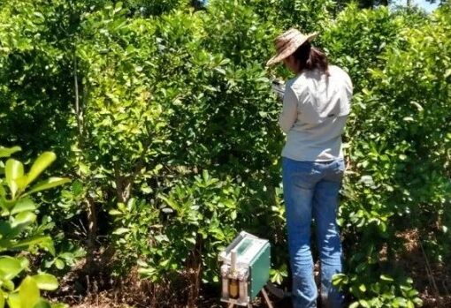 Estudian la incorporación de otros árboles en las plantaciones de yerba mate para mejorar el rendimiento del cultivo
