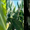 Alerta sanitaria en el maíz: la mancha blanca preocupa al agro argentino