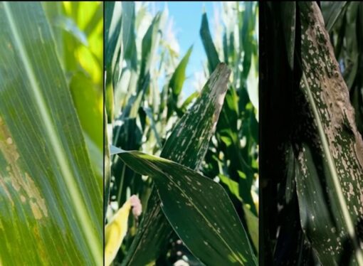 Alerta sanitaria en el maíz: la mancha blanca preocupa al agro argentino