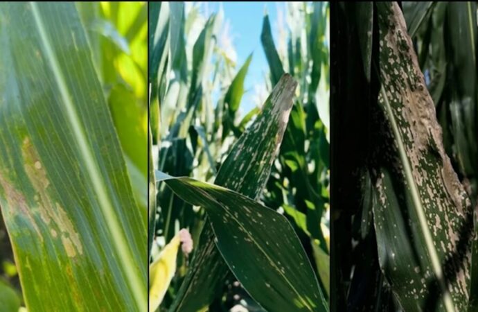 Alerta sanitaria en el maíz: la mancha blanca preocupa al agro argentino