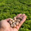 Argentina se posicionó como el mayor exportador de maní del mundo