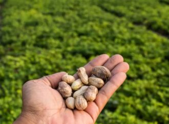 Argentina se posicionó como el mayor exportador de maní del mundo