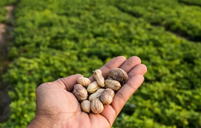 Argentina se posicionó como el mayor exportador de maní del mundo