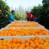 Exportadores de naranjas enfrentan pérdidas comerciales