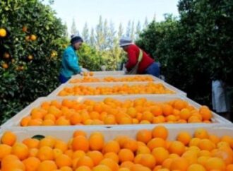 Exportadores de naranjas enfrentan pérdidas comerciales