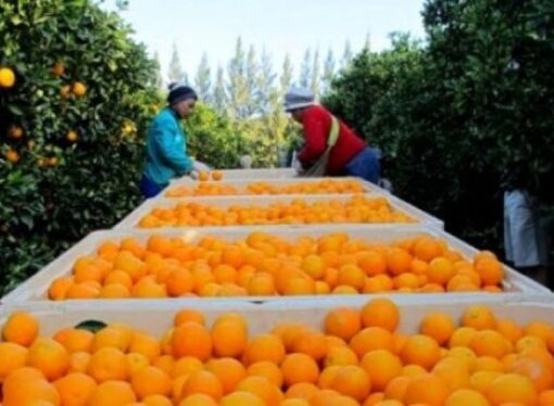 Exportadores de naranjas enfrentan pérdidas comerciales