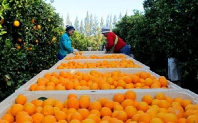 Exportadores de naranjas enfrentan pérdidas comerciales
