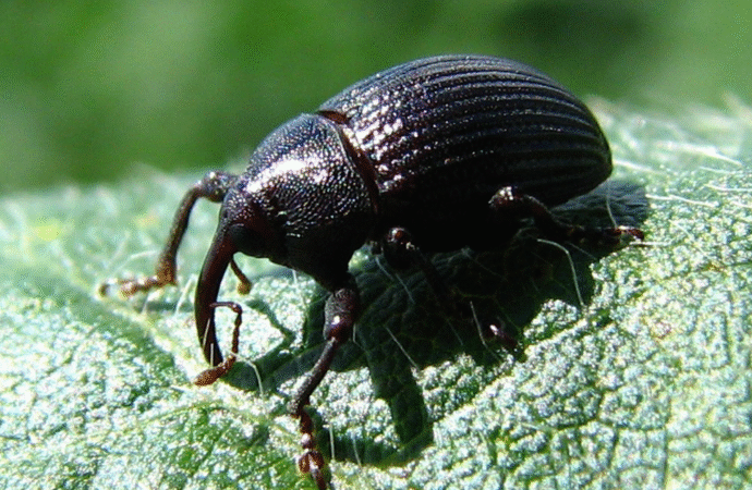 Picudo negro de la soja: claves para prevenir su avance a nuevas zonas
