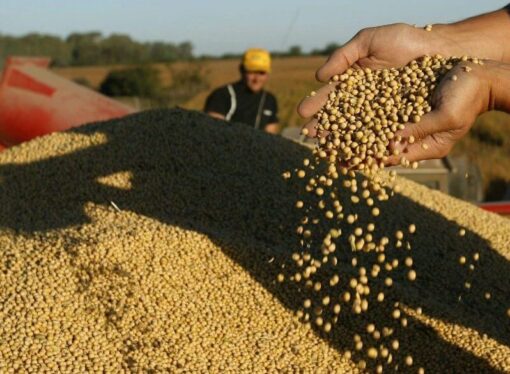 Soja sudamericana: China desplaza a EE.UU. y acelera importaciones desde Argentina y Uruguay