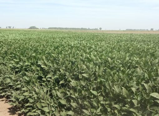 La baja de retenciones impulsa al agro, pero la soja alquilada sigue sin ser rentable