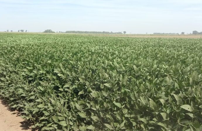 La baja de retenciones impulsa al agro, pero la soja alquilada sigue sin ser rentable