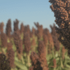La cosecha de sorgo superó las expectativas y alcanzó 3,1 millones de toneladas