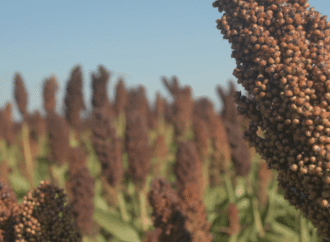 La cosecha de sorgo superó las expectativas y alcanzó 3,1 millones de toneladas