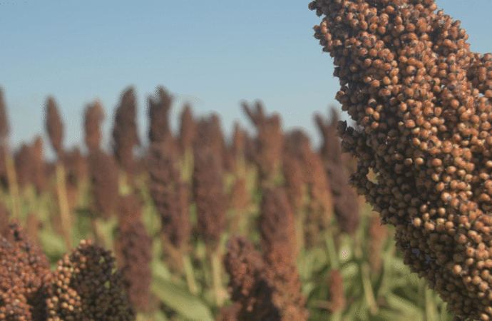 La cosecha de sorgo superó las expectativas y alcanzó 3,1 millones de toneladas