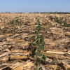 Según una eminencia mundial: los suelos de la Argentina pierden 612.000 toneladas de nitrógeno por año