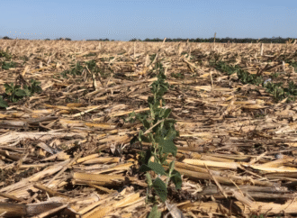 Según una eminencia mundial: los suelos de la Argentina pierden 612.000 toneladas de nitrógeno por año