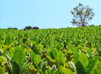 Con más de 39 millones de kilos, Misiones lidera la producción tabacalera del país
