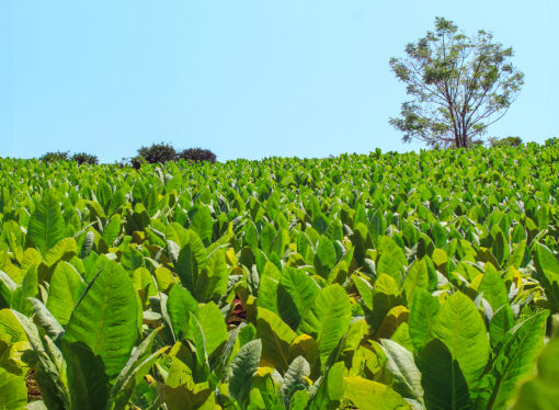 Con más de 39 millones de kilos, Misiones lidera la producción tabacalera del país