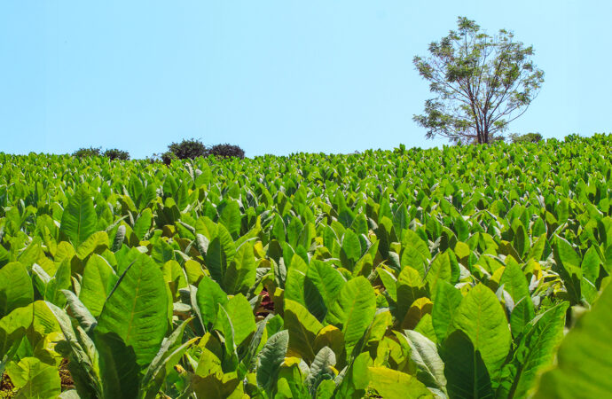 Con más de 39 millones de kilos, Misiones lidera la producción tabacalera del país