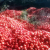 Productores correntinos tiran la producción de tomates porque no cubren los costos
