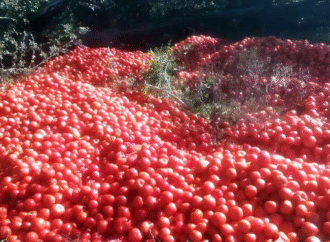 Productores correntinos tiran la producción de tomates porque no cubren los costos