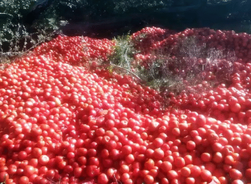 Productores correntinos tiran la producción de tomates porque no cubren los costos
