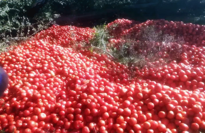 Productores correntinos tiran la producción de tomates porque no cubren los costos