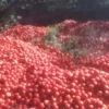 Tomates a pérdida: productores tiran cosechas y piensan en abandonar