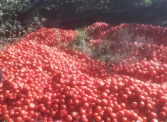 Tomates a pérdida: productores tiran cosechas y piensan en abandonar